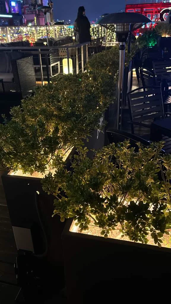 Palm and olive trees positioned in modular planters, wind-conscious layout