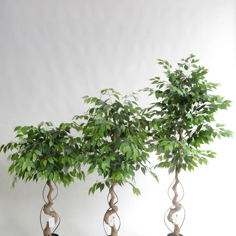 Curved Trunk Artificial Ficus series