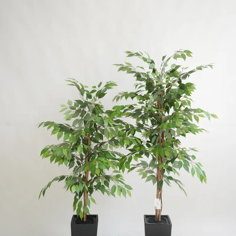 Two-trunk Real Wood Artificial Ficus in black square pot