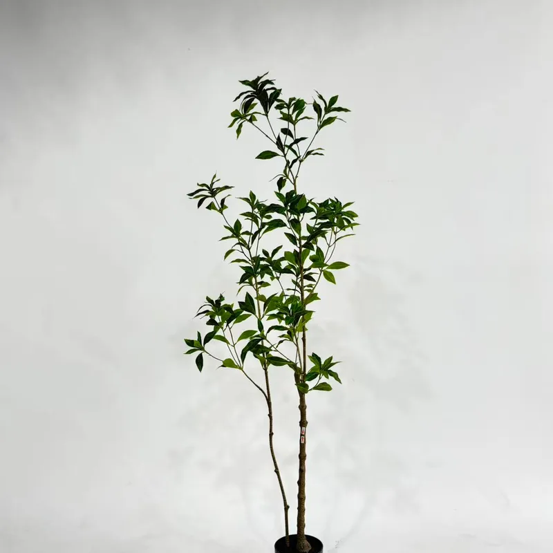 Artificial Andromeda / Pieris shrub tree