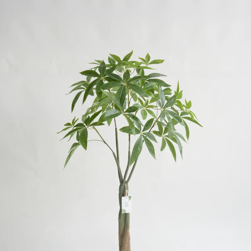 Spiral Trunk Artificial Money Tree
